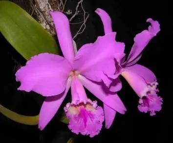 MUSEO DE HISTORIA NATURAL OFRECE TALLER SOBRE EL CUIDADO Y CULTIVO DE ORQUÃDEAS