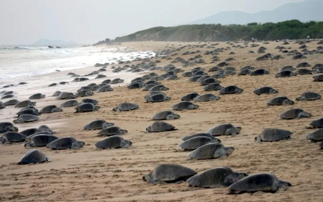 Michoacán, hogar de la tortuga marina; arranca temporada de protección y conservación 