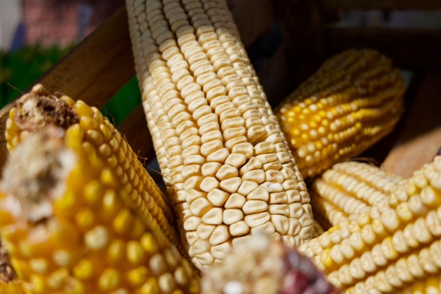 Dispersados más de 374 mdp en incentivos para productores de maíz en Michoacán 