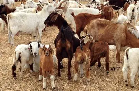 Michoacán es 7Â° lugar Nacional en Producción de Carne Caprina